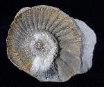 Ataxioceras (Ataxioceras) sp. FONTANNES 1879 - Bild © FossNet FossilienStore